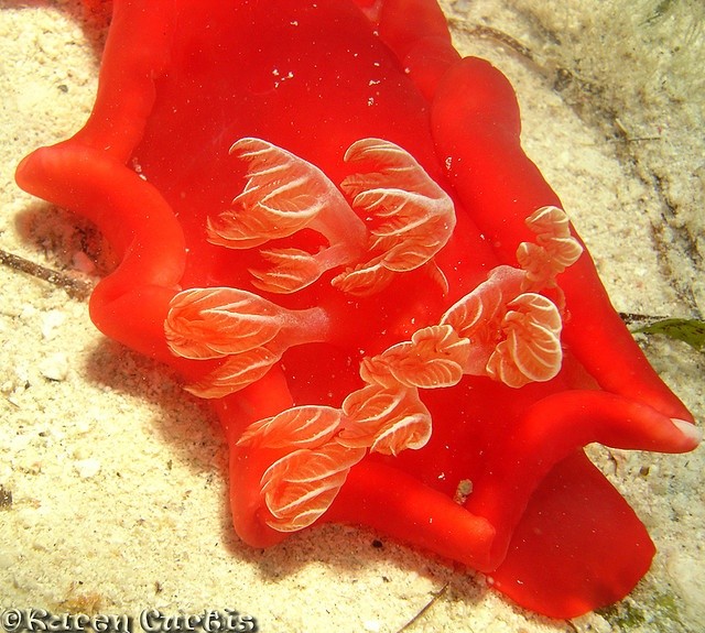 Photo:  Nudibranch  Hexabranchus sanguineus